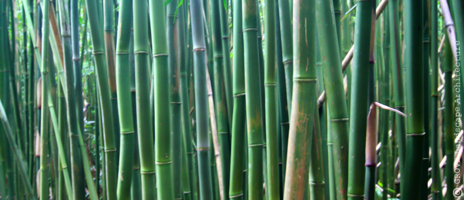 009-bamboo.jpg
