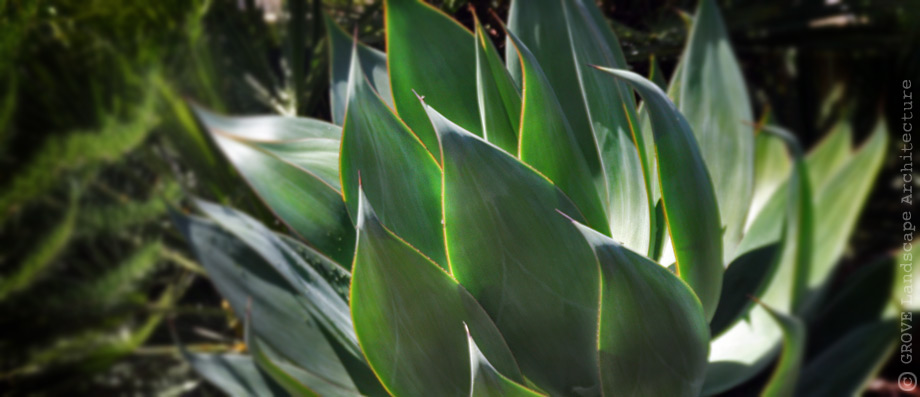 011-agave.jpg